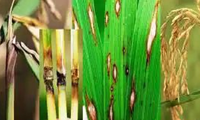  Methods To Protect Rice From Fireflies , Isoprodhalein, Protect Rice, Viraculari-TeluguStop.com