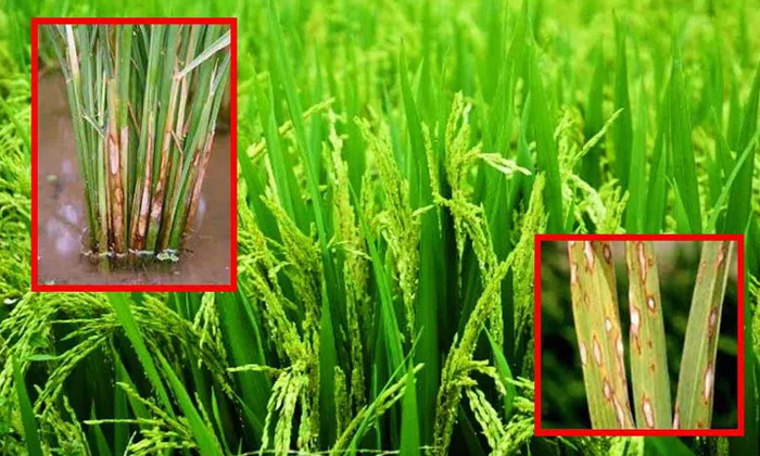 Telugu Agriculture, Isoprodhalein, Latest Telugu, Protect, Grains, Tie Sexzol-La