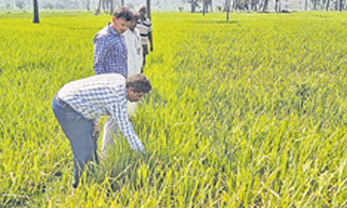 Telugu Agriculture, Isoprodhalein, Latest Telugu, Protect, Grains, Tie Sexzol-La