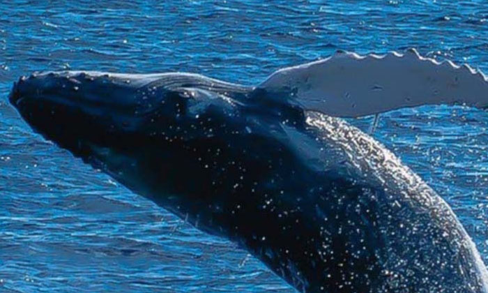 Telugu Beach, Beach Shore, Don Clavin, Lido Beach, York, Whale-Latest News - Tel