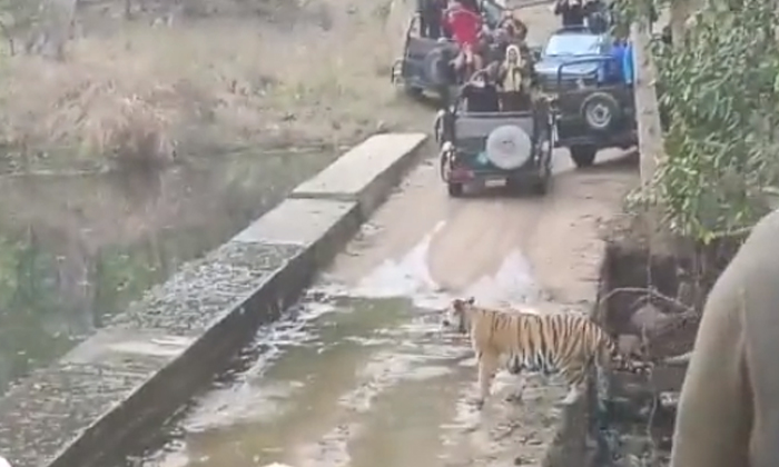  The Tiger Left Without Paying Attention To The Tourists, Viral Latest, News Vira-TeluguStop.com