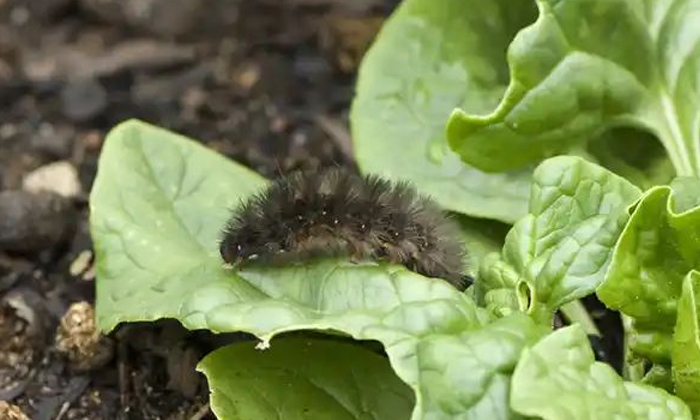  These Are The Viruses And Pests That Spread Excessively To Vegetable Crops In Su-TeluguStop.com