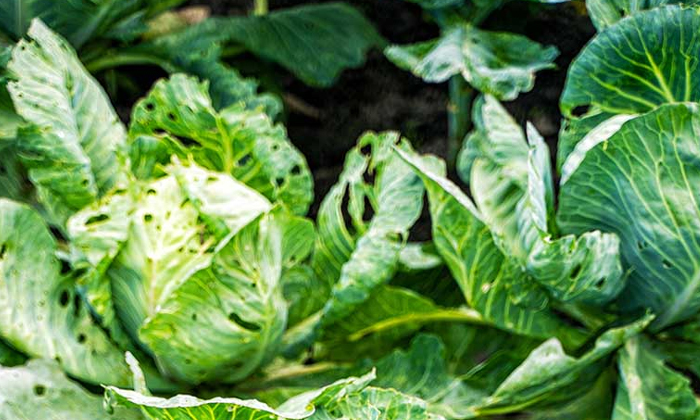 Telugu Agriculture, Beer, Kakara, Latest Telugu, Leaf, Mosaic Rot, Potla, Wilt,