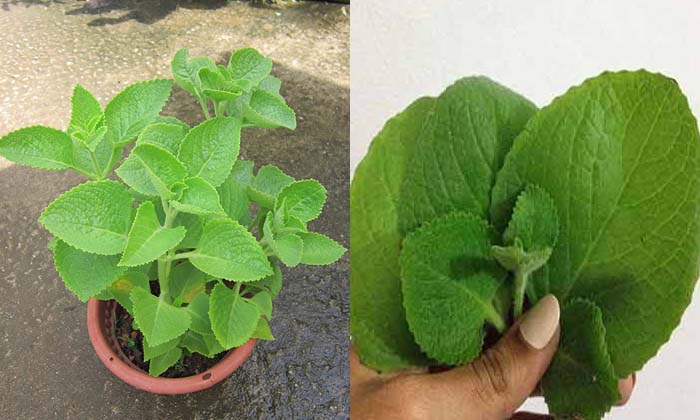  If You Want To Be Healthy Grow This Plant At Home , Plant At Home,flower Plants-TeluguStop.com