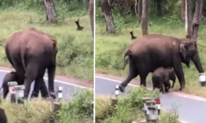  Mother Elephant Teaches Baby How To Cross Road, Elephant, Baby Elephant, Road Cr-TeluguStop.com