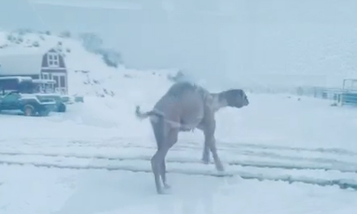  Viral Watch The Camel Playing In The Snow The Baby Is Gone , Camel Video, Animal-TeluguStop.com