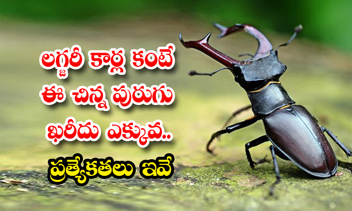  world most expensive insect stag beetle - Killer, Luxuary Car, Rare Insect, Small, Stag Beetle, Lat
