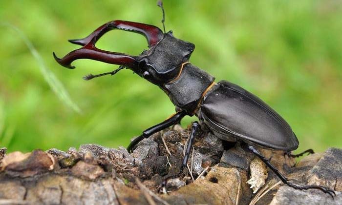 Telugu Killer, Luxuary Car, Rare Insect, Small, Stag Beetle, Latest-Latest News