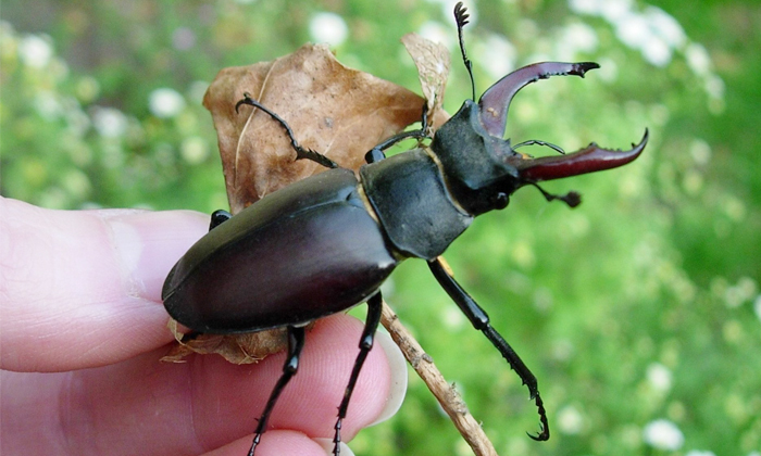  World Most Expensive Insect Stag Beetle Details, Luxuary Car, Insect, Killer, Sm-TeluguStop.com