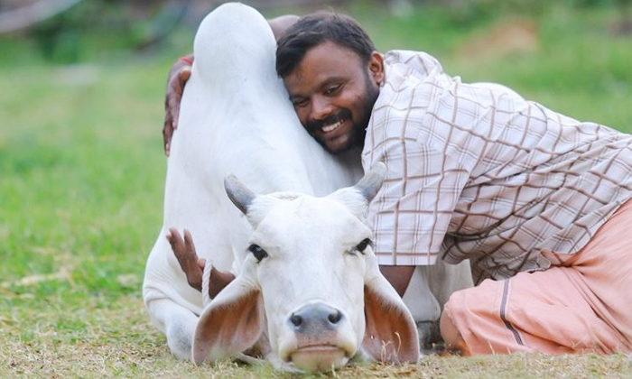  Animal Welfare Board Of India Declared February 14 As Cow Hug Day Details, Centr-TeluguStop.com