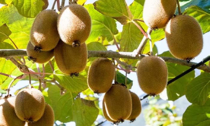 Telugu Banana, Cancer, Benefits, Tips, Kiwi Fruit, Watermelon-Telugu Health