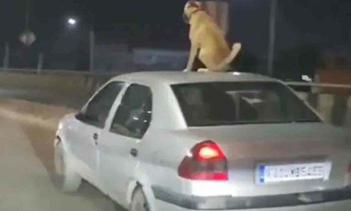  The Dog That Wandered On The Roof Top Of The Car Netizens Fire On The Owner ,dog-TeluguStop.com