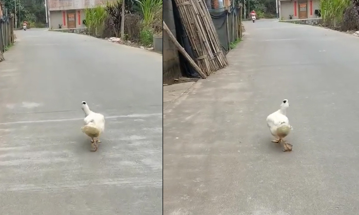 Cat Walk Miss India Is Also Useless Video Viral , Walking, Viral Latest, News V Cat Walk Miss India Is Also Useless Video Viral , Walking, Viral Latest, News V-TeluguStop.com