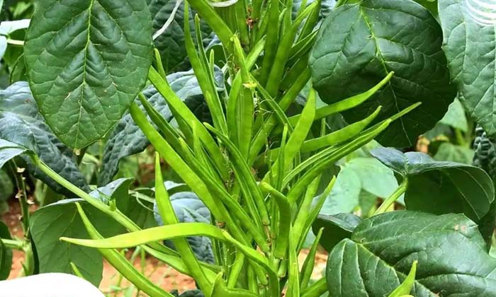 Telugu Agriculture, Alluvial Soils, Goru Legume, Latest Telugu, Red Loam Soils-L Telugu Agriculture, Alluvial Soils, Goru Legume, Latest Telugu, Red Loam Soils-L