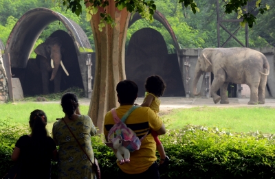  Delhi Hc Asks Authorities To Appoint Staff To Look After Animals In Zoo-TeluguStop.com