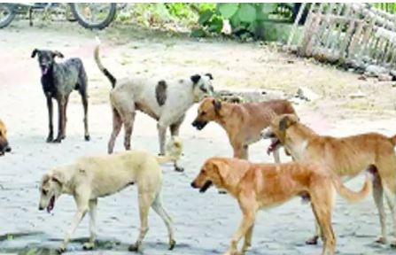  Dogs Are A Nuisance In Hyderabad.. Complaints Flood To Ghmc-TeluguStop.com