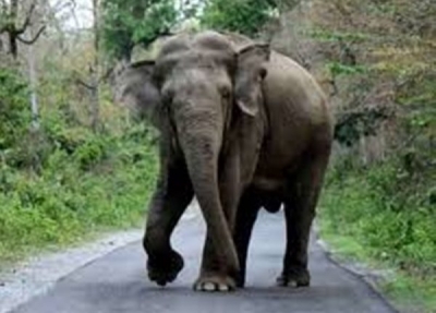 Elephant Tramples Man To Death In Up Elephant Tramples Man To Death In Up-TeluguStop.com