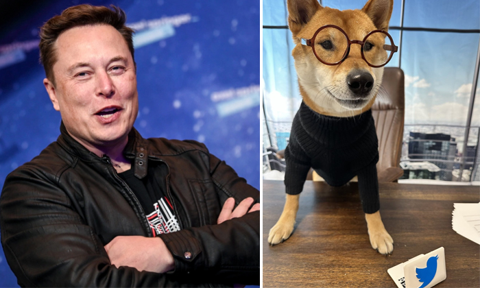  Elon Musk Posts His Pet Dog Floki As Twitter New Ceo-TeluguStop.com