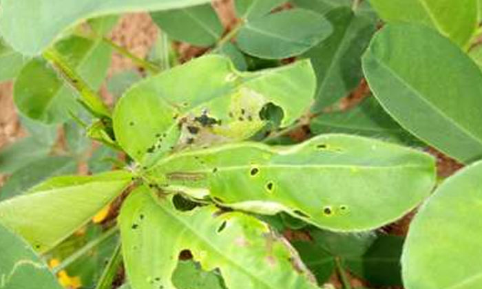 Telugu Agriculture, Chlori Pyripas, Farmers, Groundnut, Groundnut Crop, Imidaclo