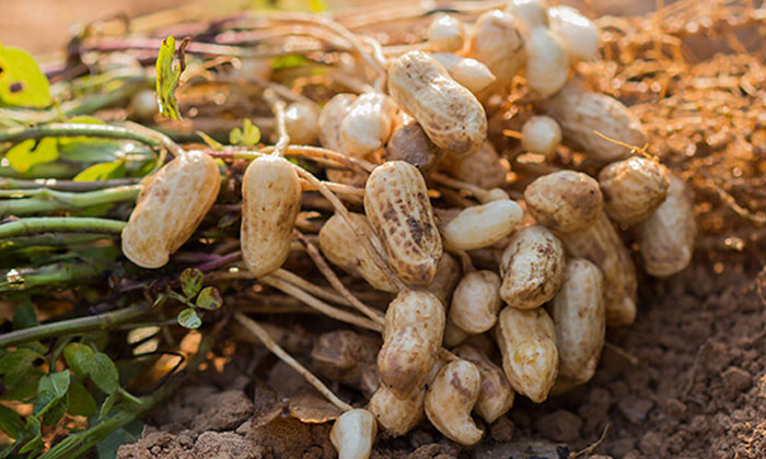  Pests And Insects Are Destroyed In The Groundnut Crop With These Methods , Groun-TeluguStop.com