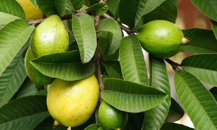 Wonderful Benefits With Guava Leaves, Guava Leaves, Guava Leaves Benefits, Lates-TeluguStop.com