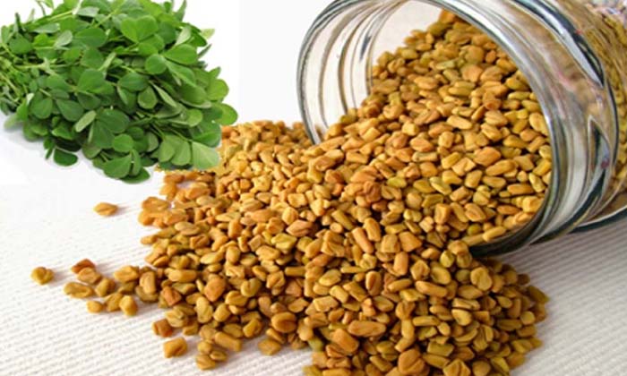 Telugu Fenugreek Seeds, Care, Care Tips, Fall, Latest, Long, Rosemary, Thick-Tel