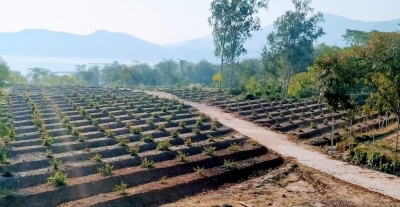  J&k Gears Up For Fruit Revolution With High Density Plantation Project-TeluguStop.com