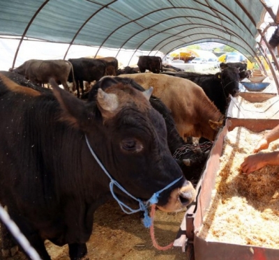 Jordan Closes Livestock Barns After Foot-and-mouth Disease Detected-TeluguStop.com