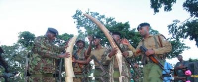  Kenyan Police Nab 3 Suspects With Elephant Tusks-TeluguStop.com