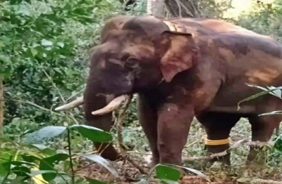 K’taka: 7 Arrested For Assaulting Forest Officers After Elephant’s C K’taka: 7 Arrested For Assaulting Forest Officers After Elephant’s C-TeluguStop.com