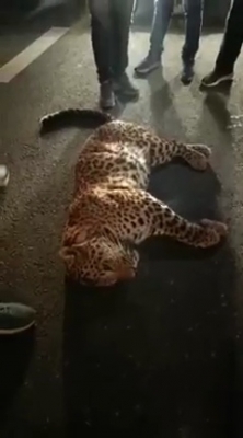 Leopard Killed In Road Accident In K’taka Leopard Killed In Road Accident In K’taka-TeluguStop.com