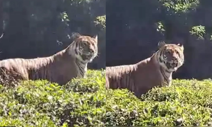  Majestic Tiger Spotted In Tea Estate-TeluguStop.com