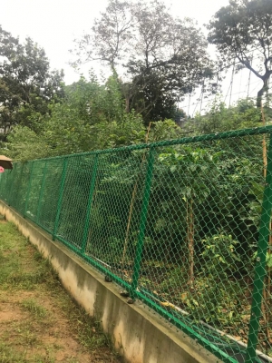  Miyawaki Forest Portion Destroyed, Activists Point Fingers At Chennai Corporatio-TeluguStop.com