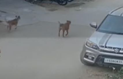  Once Again The Menace Of Stray Dogs In Hyderabad-TeluguStop.com