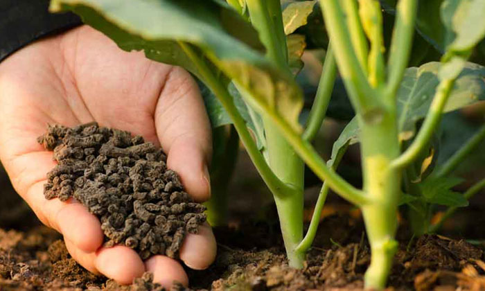  Do You Know The Difference Between Natural Farming And Organic Farming, Natural-TeluguStop.com