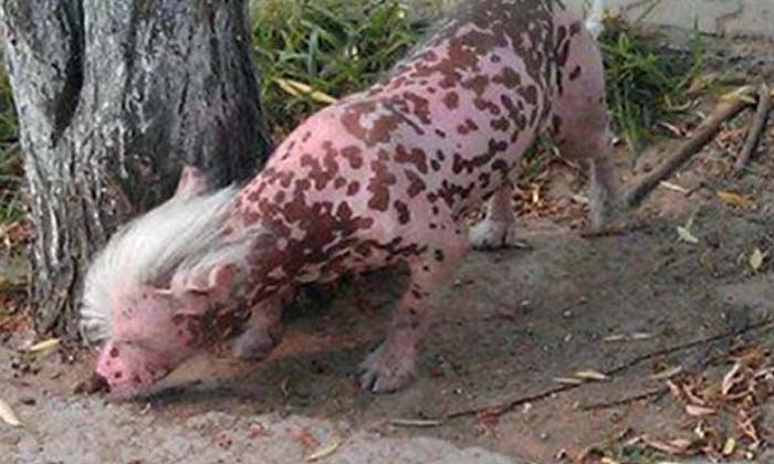 China Made A Strange Animal  Netizens Are Surprised ,rare Animal, Viral Latest,-TeluguStop.com