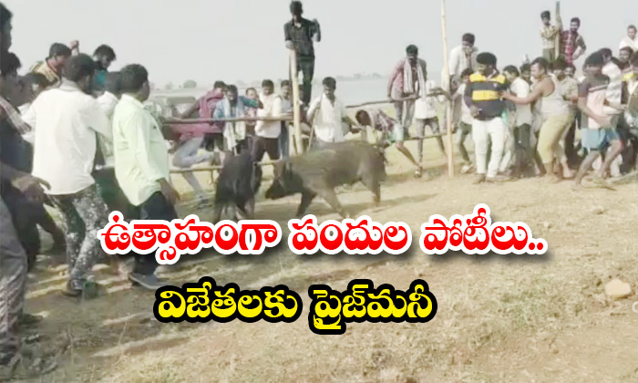  pig fight competitions at jogulamba gadwal district viral video - Pig, Pigs, Latest