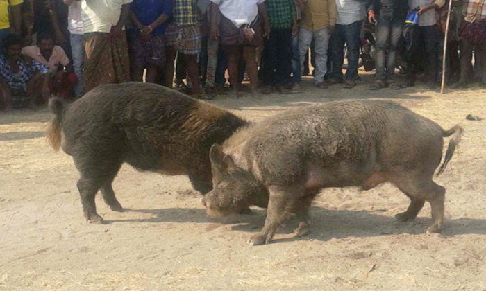  Pig Fight Competitions At Jogulamba Gadwal District Viral Video Details, Pigs Co-TeluguStop.com