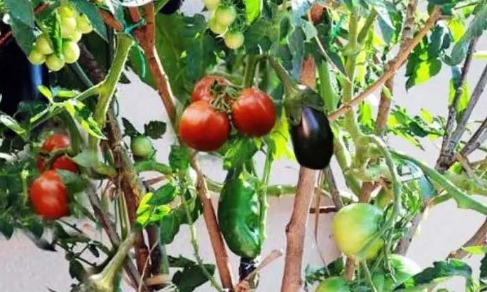  If Tomato And Eggplant Are Grown In The Same Plant, The Benefits Are The Benefit-TeluguStop.com