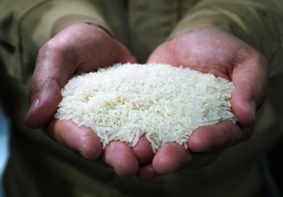  Puducherry Scientists Develop Flood-resistant Rice Variety-TeluguStop.com