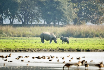  Rhino Calf Killed By Tigress In Up’s Dudhwa National Park-TeluguStop.com