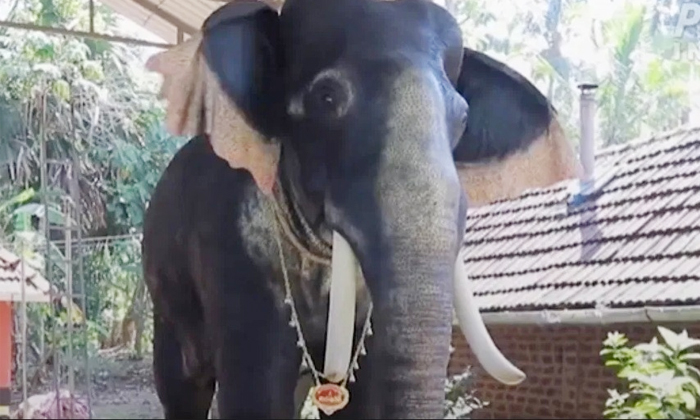 Telugu Latest, Peta India, Priestraj, Robotic Animal, Templerobotic-Latest News Telugu Latest, Peta India, Priestraj, Robotic Animal, Templerobotic-Latest News