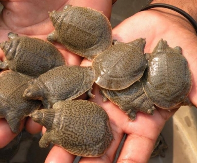  Rpf Recovers 157 Turtles From North East Express, Arrest 9 Smugglers-TeluguStop.com