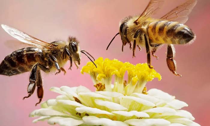  Bees In The State Of Extinction.. A Danger To The Survival Of Humanity ,viral La-TeluguStop.com