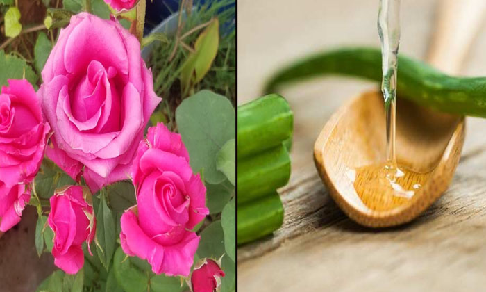 Telugu Tips, Face Cream, Skin Clear Skin, Latest, Rose Cream, Rose Flowers, Skin