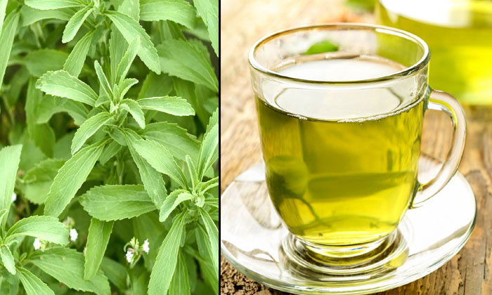  Mixing This Leaf In Green Tea Gives You Double Health Benefits! Green Tea, Green-TeluguStop.com