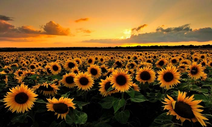 For High Yield In Sun Flower Crop.. These Are The Best Type Of Seeds ,sun Flower For High Yield In Sun Flower Crop.. These Are The Best Type Of Seeds ,sun Flower-TeluguStop.com