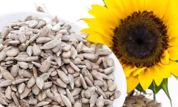 Telugu Agriculture, Latest Telugu-Latest News - Telugu Telugu Agriculture, Latest Telugu-Latest News - Telugu