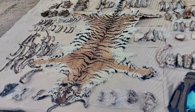  Tiger Poaching Gang Busted; Skin, Skeletons Seized-TeluguStop.com