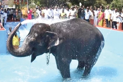  Tn Authorities Construct Bathing Pool Worth Rs 50l For Temple Elephant-TeluguStop.com